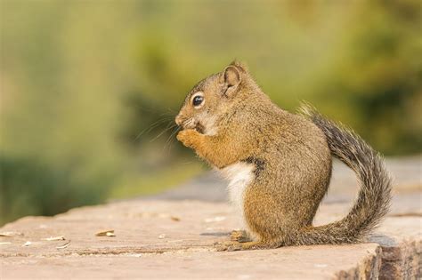 Five Fun Facts About… Pine Squirrels | Estes Valley Spotlight | estesparknews.com