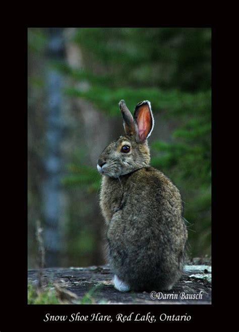 Red Lake Wildlife