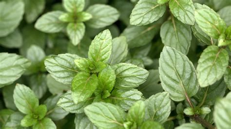 Is Chocolate Mint Different From Regular Old Peppermint? | Epicurious