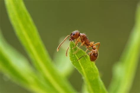 Worker ants had a lot to gain by losing the ability to fly - Earth.com