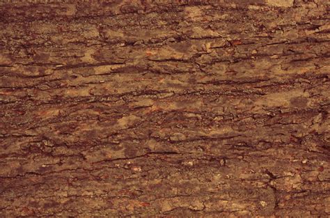 Wood Texture-Tree Bark Texture | All Design Creative