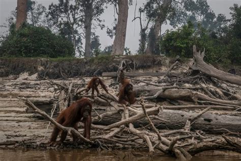 Photos Show Orangutans Struggle to Survive Poaching and Deforestation ...