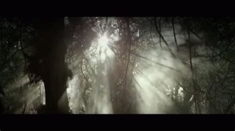 Mist Forest GIF - Mist Forest Fog - Discover & Share GIFs