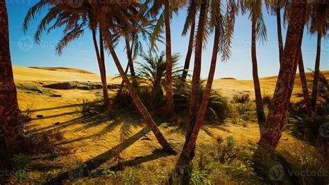 Palm Trees in the Sahara Desert 6680283 Stock Photo at Vecteezy