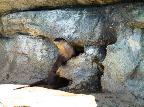 North Carolina Hikes: Grandfather Mountain Wildlife Habitats