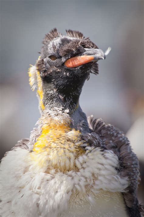 The awkward state of penguin molting | Deep Sea News