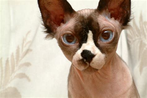 File:Hairless Sphynx Cat.jpg