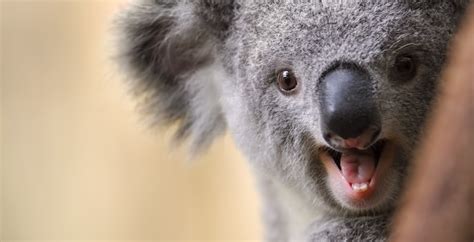 Koala teeth provide insights into diet | Vanderbilt University