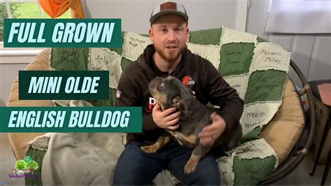 Full Grown Mini Olde English Bulldog - YouTube