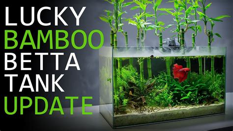 Maintaining a Lucky Bamboo Betta Aquarium - 3 Month Update! - YouTube