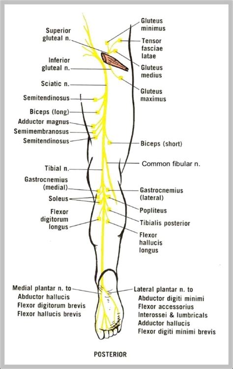 leg nerve 744×1234 | Anatomy System - Human Body Anatomy diagram and chart images