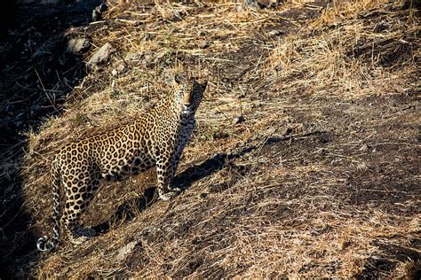 HD wallpaper: leopard, tiger, wildlife, travel, wild animal, india, forest | Wallpaper Flare