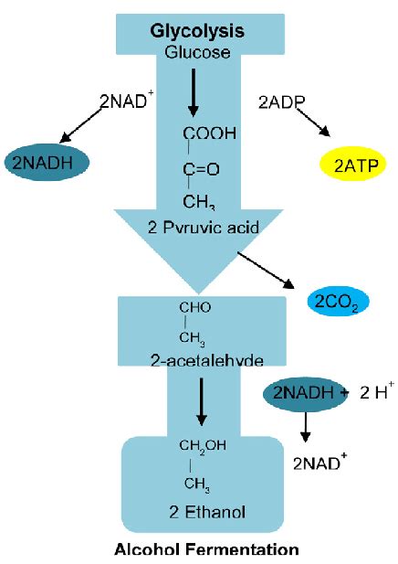 Ethanol Fermentation Equation