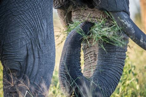 Close Up of an Elephant Eating Grass. Stock Photo - Image of kruger, huge: 99974898