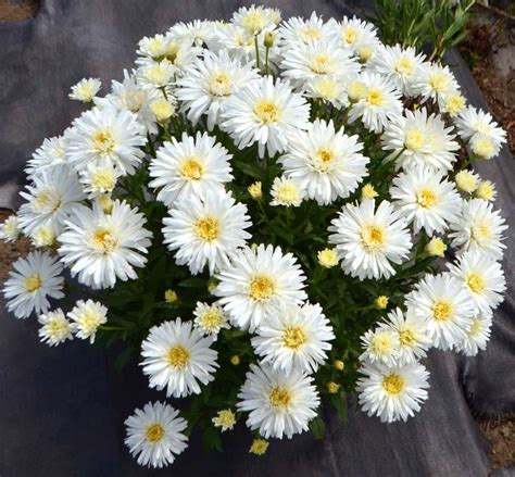 More Leucanthemum x superbum varieties Archives - Danziger