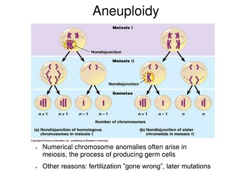 PPT - Chromosome disorders – numerical abnormalities PowerPoint ...