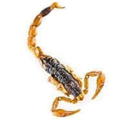 "Toasted Scorpions", a canned scorpion containing 5 animals-released in ...