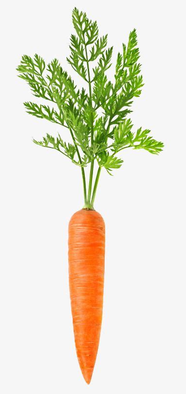 Carrot PNG Picture, A Carrot, Carrot, Food, Plant PNG Image For Free Download | Carrots, Carrot ...