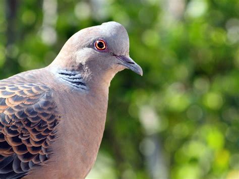 Burung Perkutut - Taksonomi, Jenis, Ciri Jantan / Betina, Karakteristik, Pakan, Perawatan & Mitos