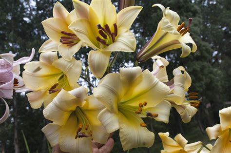 A daffodil farmers year.: Trumpet Lilies