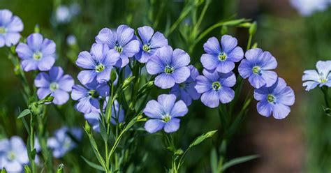 Blue Flax Growing & Care Guide - The Garden Magazine