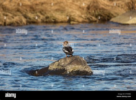 Common goldeneye - female Stock Photo - Alamy