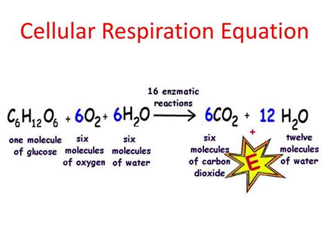 PPT - Cell Processes PowerPoint Presentation, free download - ID:4601440