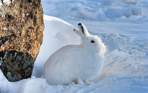 Arctic Hare - Pictures, Diet, Breeding, Life Cycle, Facts, Habitat ...