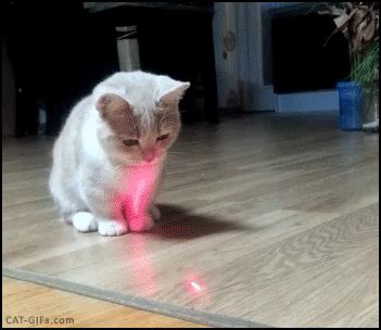 original content 1 kitten gif | WiffleGif