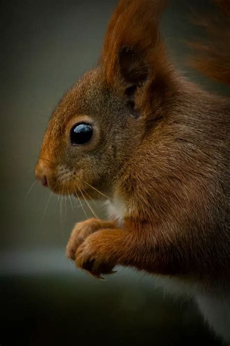 Devon's last red squirrel habitat under threat - Devon Live