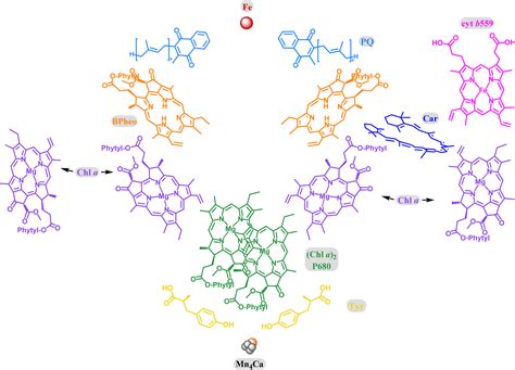 Symmetry | Free Full-Text | Chlorophylls, Symmetry, Chirality, and Photosynthesis