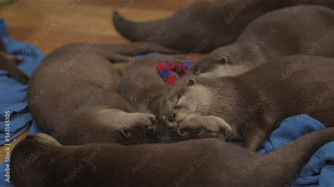 This video shows a group of baby Asian small-clawed otters sleeping ...