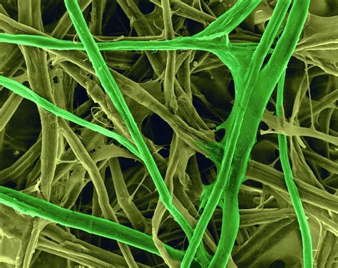 Cellulose Fibres (print Paper) Photograph by Dennis Kunkel Microscopy/science Photo Library ...