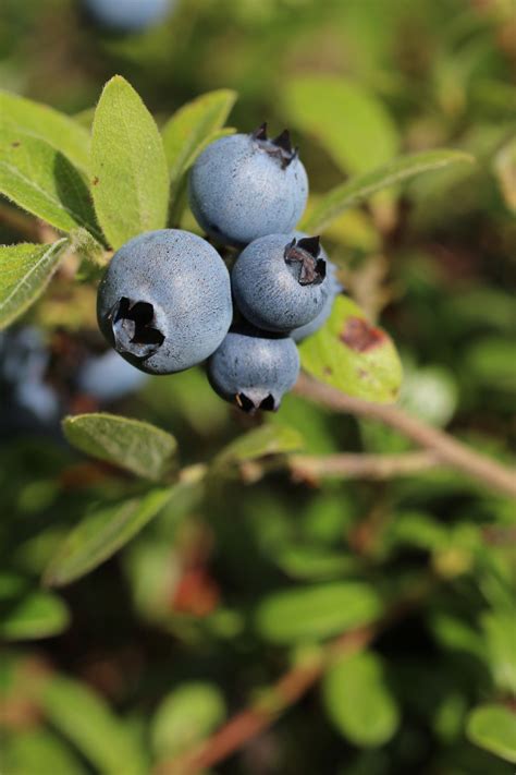 Wild Blueberry Bush Free Stock Photo - Public Domain Pictures