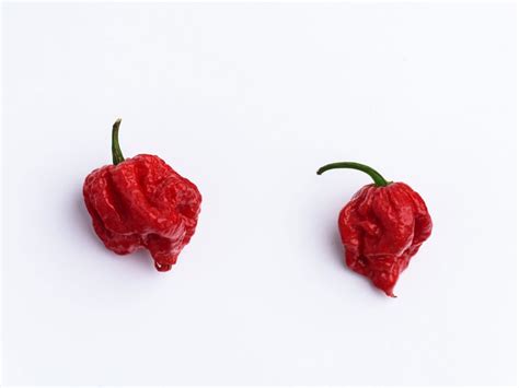 Carolina Reaper Hot Pepper Info – Growing Carolina Reaper Peppers