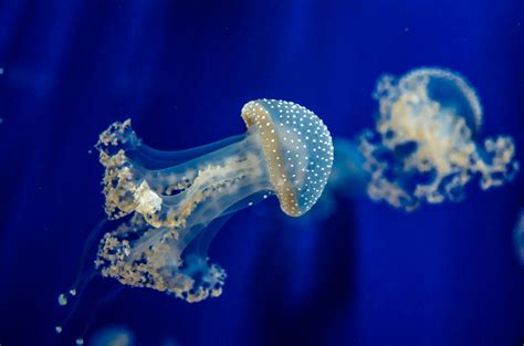 Wallpaper : blue, underwater, coral, jellyfish, reef, macro photography ...