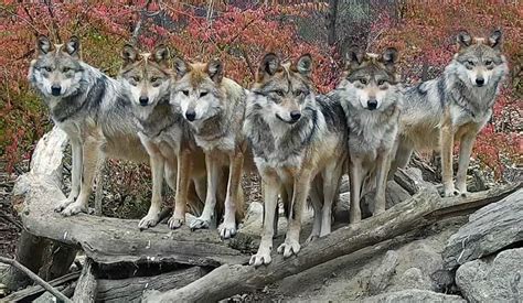 Stunning Wolf Family Strikes a Pose | Wolf Conservation Center | Wolf ...