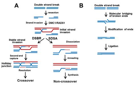 The Homologous Recombination Pathway