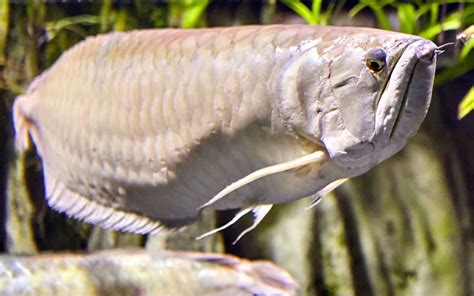 Silver Arowana - Habitat, Care, Feeding, Tank Size, Breeding ...