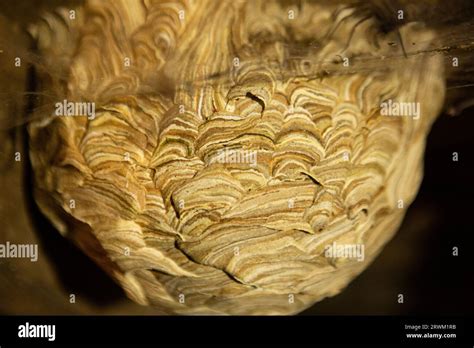 Large wasp nest in attic Stock Photo - Alamy