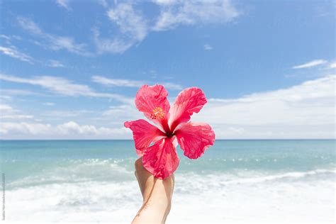 «Hand Holding Hibiscus Flower Against Beach View. Taiwan» del ...