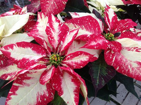 Beautiful Poinsettia Care Tips