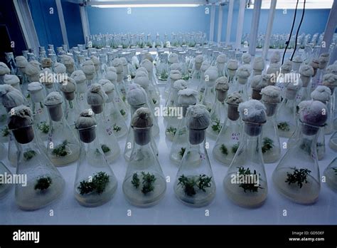 Tissue culture lab Stock Photo - Alamy