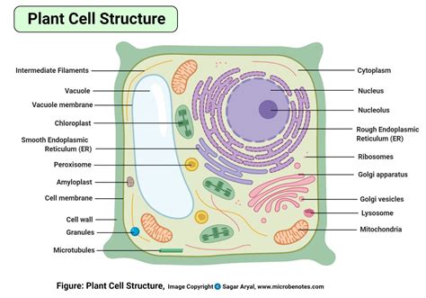 Cell Diagram Labeled Plant