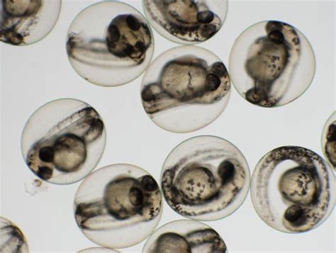 Zebrafish embryos | UCR News | UC Riverside