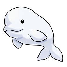 Beluga whale clipart 20 free Cliparts | Download images on Clipground 2024