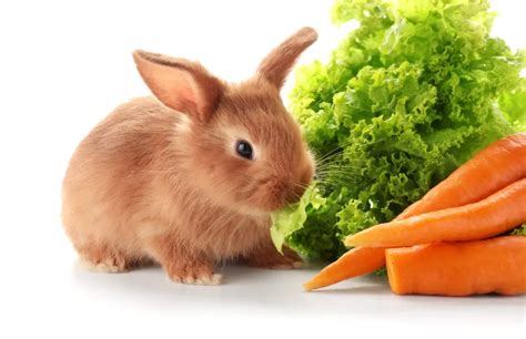 Can a Rabbit Eat Too Much Lettuce? Here’s the Truth – Rabbit Informer