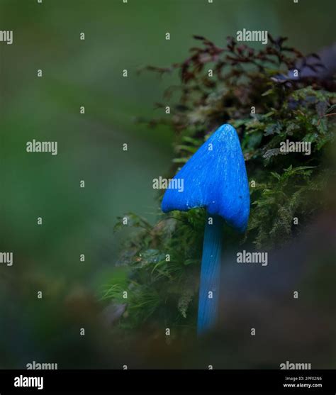 Blue mushroom (Entoloma hochstetteri) on forest habitats in the Rotorua ...