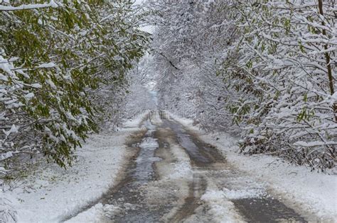 A Country Road through the Forest, a Wet Road with Snow Falling from the Trees Stock Photo ...