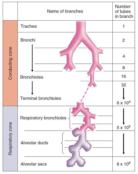 Conducting Bronchioles